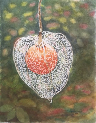 Lampioenbloem                      30 x 24 cm.jpg