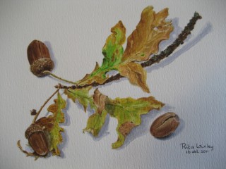Eikeltjes in de herfst             18 x 24 cm.JPG