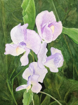 Lathyrus          40 x 30 cm.JPG