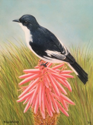 Fiscal Flycatcher.JPG