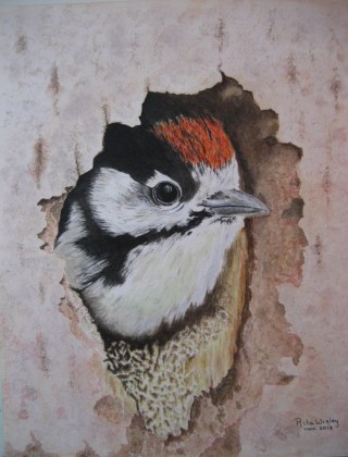 Kleine Bonte Specht (chick)  30 x 24 cm.JPG