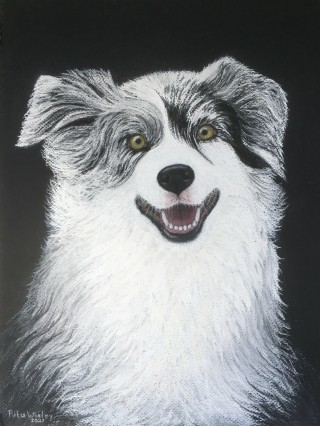 Border Collie   40 x 30 cm      pastel.JPG