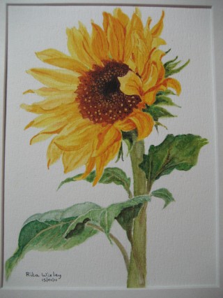 Zonnebloem     24 x 18 cm.JPG