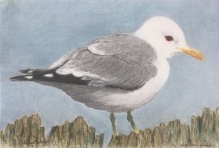 Stormmeeuw  10 x 15 cm Pastel.jpg