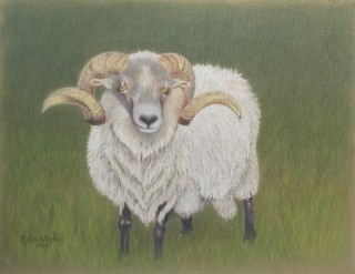 Ram schaap 22.8 x 29.5 cm  Pastel.jpg
