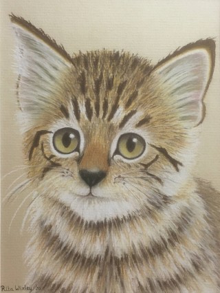 Kitten                 20 x 15 cm Pastel.jpg