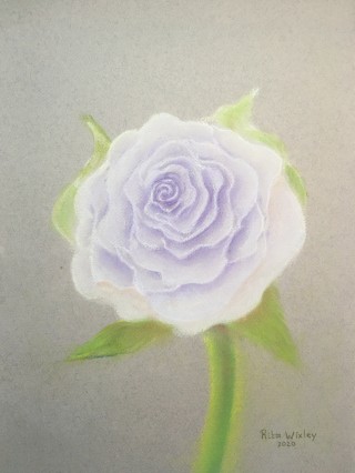 Roos                   42 x 29.7 cm  Pastel.jpg
