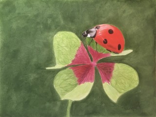 Lieveheersbeestje  30 x 40 cm.jpg