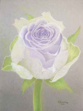 Rose                  42 x 29.7 cm  Pastel.jpg