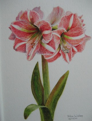 Amarylles   24 x 18 cm.JPG