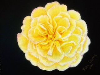 Gele Roos        32 x 40 cm Pastel.jpg